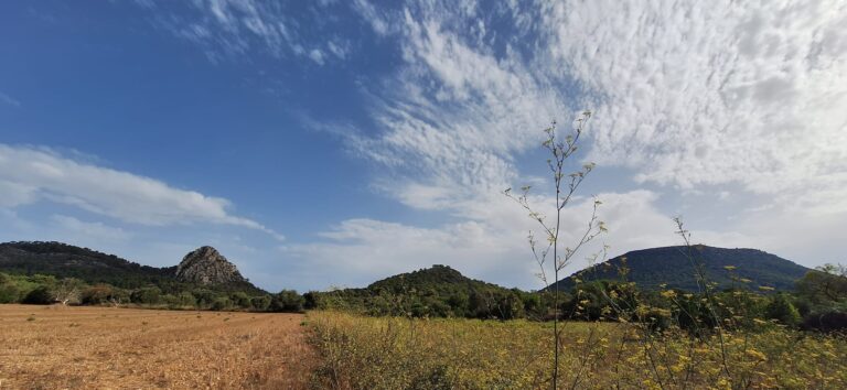 Bild Mallorca United 768x354